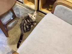 -咖法森林·咖啡  酒吧(天河店)