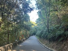 -中山市树木园