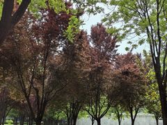 -唐城墙遗址公园