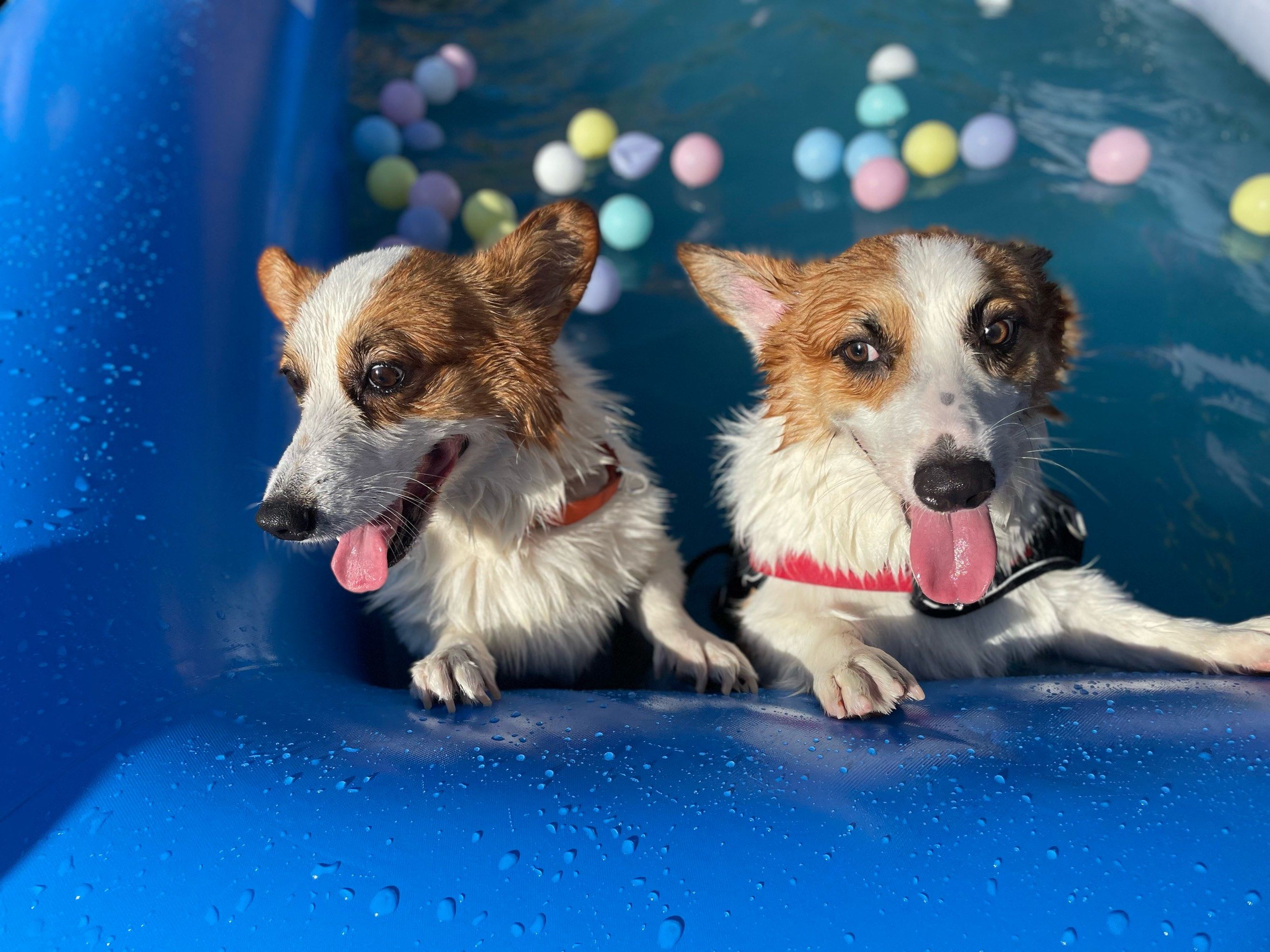 毛手毛脚萌友会 #相约亚宠展 带毛孩子