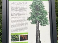 -天目山大树王景区