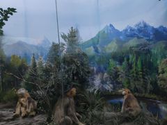 -国家自然博物馆