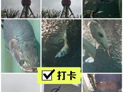 -上海海洋水族馆