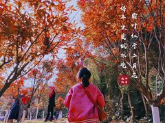-广州市帽峰山景区