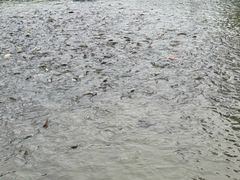 -酷鱼垂钓CLUB(朝阳区博大路店 )