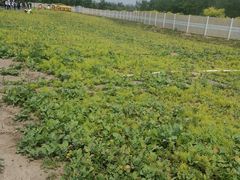 -天津东丽湖风景区