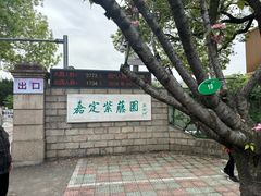 -嘉定紫藤园