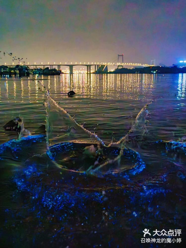 海沧湾蓝眼泪图片