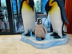 -帝企鹅自助餐厅•儿童岛•真企鹅(长隆企鹅酒店)