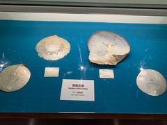 -青岛贝壳博物馆