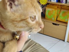 -艾贝尔宠物医院·24H转诊中心·肿瘤猫专科(江宁双龙店)