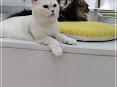 -COLOR PETS 撸猫馆·购猫·猫咖(长风大悦城店)