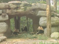 -中国大熊猫保护研究中心雅安碧峰峡基地