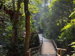 -莫里热带雨林景区