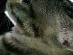 -宠颐生宠物医院外科·内科·皮肤科·影像科(石龙店)