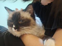 -喵园·猫主题咖啡厅·撸猫·猫咖(国贸店)