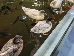 -上海大自然野生昆虫馆(东方明珠·爬宠昆虫探索中心)