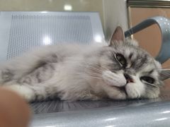 -瑞鹏动物医院宠美康(扬子江路分院)