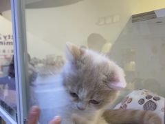 -小猫来了·猫舍(红山六九七九店)
