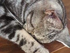 -楼上猫咖(罗湖店)