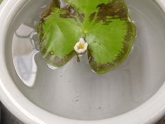 -秦美花卉(天朗·莱茵小城2期店)