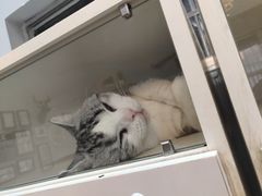 -糯米喵星人总部直营旗舰店·猫舍·幼猫出售