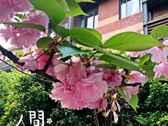 -上海师范大学西部食堂