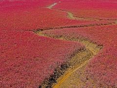 -红海滩国家风景廊道