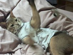 -欣宠猫屋·矮脚拿破仑·蓝金金渐层