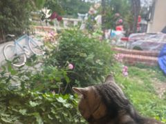 -海边的猫和咖啡馆