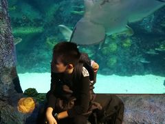 -悉尼海洋生物水族馆