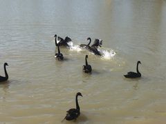 -荷兰花海