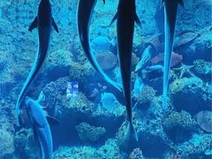 -左海海底世界