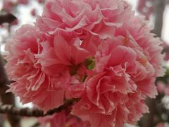 -天适樱花悠乐园