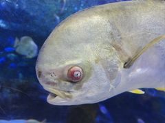 -大连圣亚海洋世界