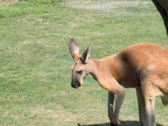 -西霞口神雕山野生动物世界