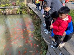 -合肥滨湖国家森林公园