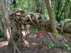 -中国科学院西双版纳热带植物园
