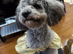 -汪说·狗咖·拼豆·宠物周边DIY(旺城大厦店)
