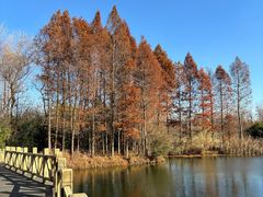 -溱湖国家湿地公园