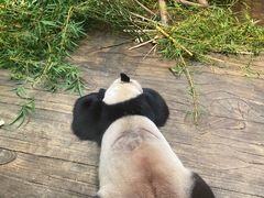 -深圳野生动物园