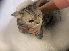 -1013 PET SHOP精品宠物商店(丁香店)