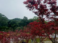 -广州市帽峰山景区
