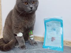 -伟伟宠物医院·瑞派猫友好医院·猫科(光谷店)