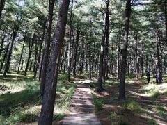 -黄椅山火山森林公园
