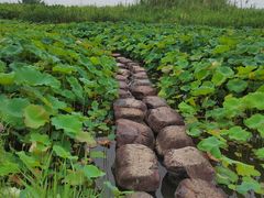 -宁波杭州湾国家湿地公园