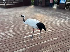 -盐城丹顶鹤湿地生态旅游区