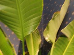 -爱丽格斯火锅(东岸国际店)