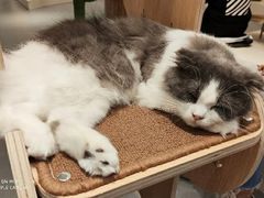 -飞行喵MR PILOT|猫舍·猫咖(静安大融城店)