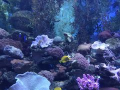 -芜湖新华联大白鲸海洋公园